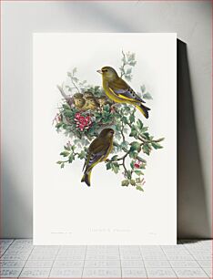 Πίνακας, Ligurinus chloris; Greenfinch (1804–1902) by John Gould and Henry Constantine Richter