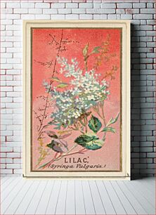 Πίνακας, Lilac (Syringa Vulgaris), from the Flowers series for Old Judge Cigarettes issued by Goodwin & Company