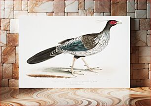 Πίνακας, Lineated [Nepaul] Pheasant (Phasianus Hamiltonii) from Illustrations of Indian zoology (1830-1834) by John Edward Gray (180