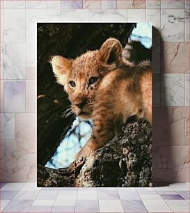 Πίνακας, Lion Cub in Tree Λιοντάρι στο δέντρο