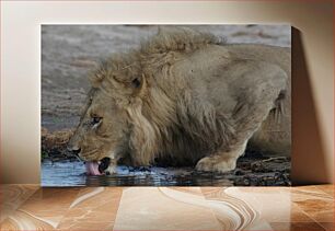 Πίνακας, Lion Drinking Water Λιοντάρι Πόσιμο Νερό