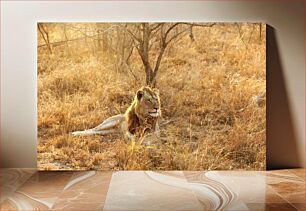 Πίνακας, Lion in the Savanna Λιοντάρι στη Σαβάνα