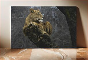 Πίνακας, Lion Perched on Tree Λιοντάρι σκαρφαλωμένο στο δέντρο