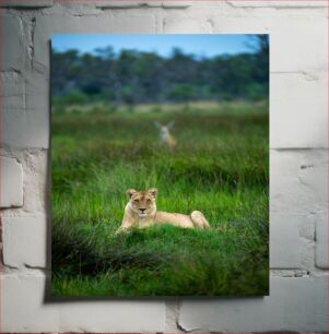 Πίνακας, Lioness Resting in the Grass Λιονταρίνα που αναπαύεται στο γρασίδι