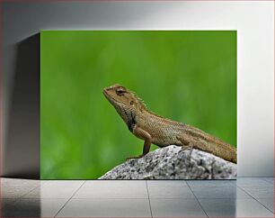 Πίνακας, Lizard on a Rock Σαύρα σε βράχο