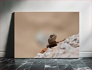 Πίνακας, Lizard on a Rock Σαύρα σε βράχο