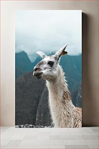 Πίνακας, Llama in the Mountains Λάμα στα βουνά