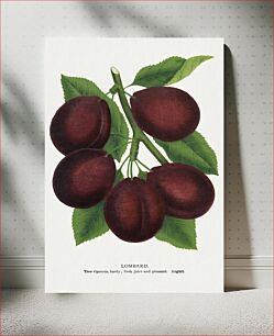 Πίνακας, Lombard plum lithograph