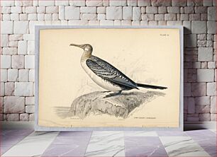 Πίνακας, Long-Tailed Cormorant, Plate 31 from Birds of Western Africa, William Home Lizars