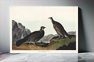 Πίνακας, Long-tailed or Dusky Grous from Birds of America (1827) by John James Audubon, etched by William Home Lizars