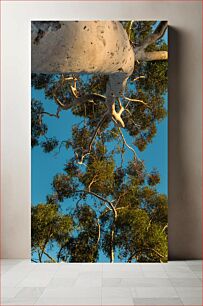 Πίνακας, Looking Up at a Tall Tree Κοιτάζοντας ψηλά σε ένα ψηλό δέντρο