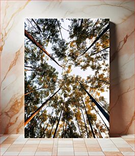 Πίνακας, Looking Up at Tall Trees Ψάχνοντας ψηλά δέντρα