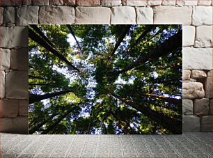 Πίνακας, Looking Up at Tall Trees Κοιτάζοντας ψηλά τα ψηλά δέντρα