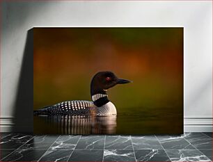 Πίνακας, Loon Swimming in Calm Waters Loon Κολύμπι σε ήρεμα νερά