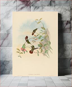 Πίνακας, Lophornis chalybeus (Festive Coquette) by John Gould (1804–1881) and Henry Constantine Richter (1821-1902)