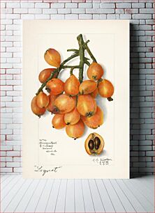 Πίνακας, Loquats (Eriobotrya Japonica) (1908) by Amanda Almira Newton