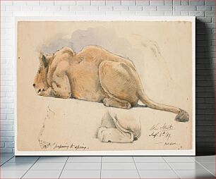 Πίνακας, low-crouching lioness seen from PL side; studies of hips, face and PL leg of lioness around finished full figure