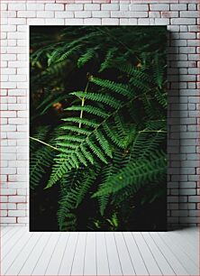 Πίνακας, Lush Fern Leaves Πλούσια φύλλα φτέρης