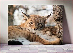 Πίνακας, Lynx in the Wild Λυγξ στην άγρια ​​φύση