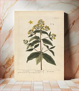 Πίνακας, Lysimachia (Loosestrife), Plate 278 from 'A Curious Herbal', volume II, London, 1737