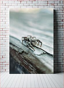 Πίνακας, Macro Shot of a Spider Μακροσκοπική λήψη μιας αράχνης