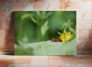 Πίνακας, Macro Shot of Insect on Leaf Μακροεντολή βολής εντόμου σε φύλλο