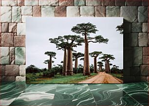 Πίνακας, Majestic Baobab Trees Majestic Baobab Trees