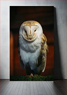 Πίνακας, Majestic Barn Owl Majestic Barn Owl