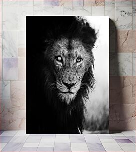 Πίνακας, Majestic Black and White Lion Majestic Black and White Lion