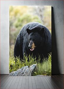 Πίνακας, Majestic Black Bear in Nature Majestic Black Bear in Nature