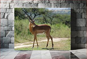 Πίνακας, Majestic Impala in the Wild Majestic Impala in the Wild