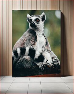 Πίνακας, Majestic Lemur Μεγαλοπρεπής Λεμούριος