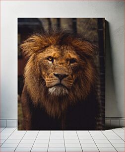 Πίνακας, Majestic Lion Portrait Μεγαλοπρεπές πορτρέτο λιονταριού