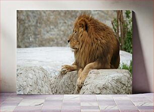 Πίνακας, Majestic Lion Resting Majestic Lion που αναπαύεται