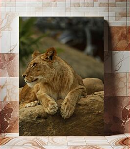 Πίνακας, Majestic Lioness Resting on Rock Majestic Lioness που αναπαύεται στο βράχο