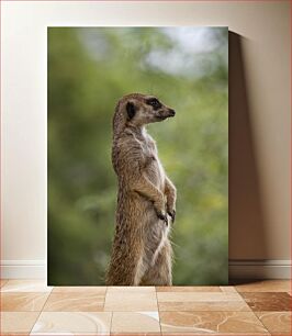 Πίνακας, Majestic Meerkat Majestic Meerkat