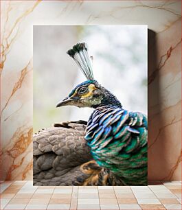 Πίνακας, Majestic Peacock Majestic Peacock