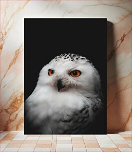 Πίνακας, Majestic Snowy Owl Majestic Snowy Owl
