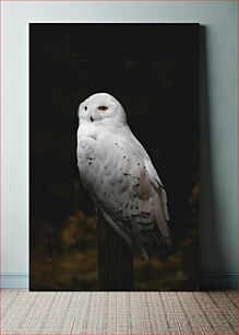 Πίνακας, Majestic Snowy Owl Majestic Snowy Owl