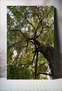 Πίνακας, Majestic Tree Canopy Majestic Tree Canopy