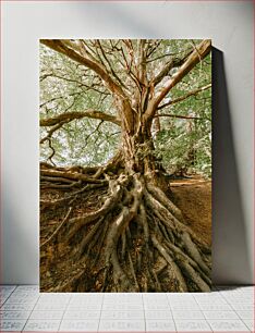 Πίνακας, Majestic Tree with Extensive Roots Μεγαλοπρεπές δέντρο με εκτεταμένες ρίζες