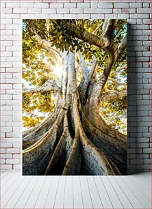 Πίνακας, Majestic Tree with Sunlight Majestic Tree with Sunlight