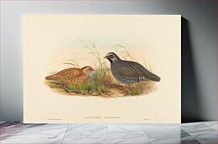 Πίνακας, Malacoturnix superciliosus (Mountain Quail) by John Gould (1804–1881) and Henry Constantine Richter (1821-1902)