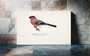 Πίνακας, Male bullfinch, 1829, Magnus von Wright