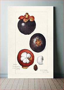 Πίνακας, Mangosteens (Garcinia Mangostana) (1915) by Amanda Almira Newton