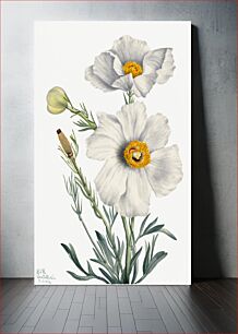 Πίνακας, Matilija Poppy (Romneya coulteri) (1931) by Mary Vaux Walcott