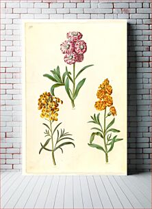 Πίνακας, Matthiola incana (winter nightshade);Erysimum cheiri (golden lacquer) by Maria Sibylla Merian