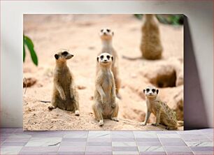 Πίνακας, Meerkat Family Οικογένεια Meerkat