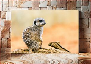 Πίνακας, Meerkat on a Log Meerkat σε ένα κούτσουρο