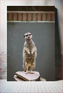 Πίνακας, Meerkat on a Rock Meerkat on a Rock